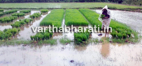 ಮಡಿಕೇರಿ : ಮತ್ತೆ ಮುಂಗಾರು ಜೋರು : ಕೃಷಿ ಚಟುವಟಿಕೆ ಚುರುಕು